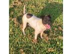 Adopt Maxie a Black Cattle Dog / Mixed dog in Rock Falls, IL (39069283)