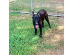 Adopt Rodney a Black Labrador Retriever / Mixed dog in Rock Falls, IL (39069278)