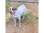 Adopt Shelby a Brindle Catahoula Leopard Dog / Mixed dog in Rock Falls