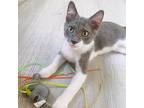Adopt Ryan a Gray or Blue Domestic Shorthair / Mixed cat in Wichita