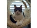 Adopt Pepper a Gray or Blue Domestic Shorthair / Mixed (short coat) cat in