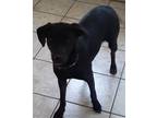 Adopt Olive a Black Labrador Retriever / Feist / Mixed dog in newfoundland