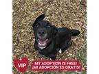 Adopt Squigglebottom a Black American Pit Bull Terrier / Mixed dog in