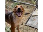 Adopt Jess a Tan/Yellow/Fawn Australian Cattle Dog / Mixed dog in St.