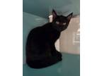 Adopt Ali a All Black Domestic Shorthair / Domestic Shorthair / Mixed cat in