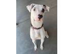 Adopt Booboo a White Terrier (Unknown Type, Small) / Mixed dog in Baton Rouge