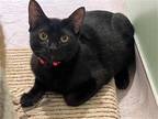 Adopt CERA a All Black Domestic Mediumhair / Mixed (medium coat) cat in Tustin