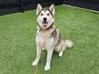 Adopt BALOO a Black Siberian Husky / Mixed dog in Tustin, CA (39068960)