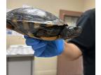 Adopt Sun a Turtle - Water reptile, amphibian, and/or fish in Oceanside