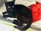 Adopt Q a All Black Domestic Shorthair / Mixed (short coat) cat in Hilton Head