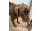 Adopt Tucker a Brown/Chocolate Labrador Retriever / Mixed dog in Hilton Head
