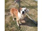 Adopt Piper a St. Bernard / Great Pyrenees / Mixed dog in Tool, TX (39051460)