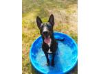 Adopt Pepe a Belgian Malinois / Mixed dog in Tool, TX (39012347)