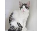 Adopt Beatrice a Gray or Blue Domestic Shorthair / Domestic Shorthair / Mixed