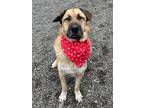 Adopt Oso a Neapolitan Mastiff / German Shepherd Dog / Mixed dog in Comox