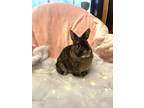 Adopt Cottontail (bonded To Peter) a Dwarf / Mixed rabbit in Kelowna