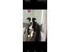 Adopt Murphy a Black - with White Terrier (Unknown Type, Medium) / Mixed dog in