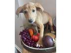 Adopt Cora a Tan/Yellow/Fawn Labrador Retriever / Mixed dog in Plainfield