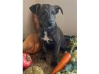Adopt Ramsay a Brindle Labrador Retriever / Mixed dog in Plainfield
