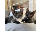 Adopt Maple & Minnow (We're in foster care!) a Domestic Shorthair / Mixed cat in