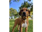 Adopt Luke a Hound (Unknown Type) dog in Berkeley Heights, NJ (38967216)