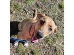 Adopt Kiya a Tan/Yellow/Fawn Mixed Breed (Large) / Mixed dog in Dallas