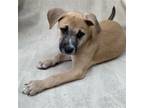 Adopt Pascal a Mixed Breed (Medium) / Mixed dog in Rancho Santa Fe