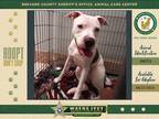 Adopt Penny a Mixed Breed (Medium) / Mixed dog in Melbourne, FL (39068371)
