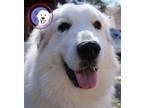 Adopt Mita a Great Pyrenees / Mixed dog in Portland, OR (39068370)