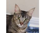 Adopt Kira a Brown Tabby Domestic Mediumhair / Mixed (medium coat) cat in