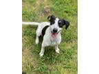 Adopt Cookie a Tricolor (Tan/Brown & Black & White) Mixed Breed (Medium) / Mixed