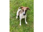 Adopt Sandy a Brown/Chocolate - with White Mixed Breed (Medium) / Mixed dog in