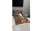 Adopt Juno a Orange or Red Tabby Domestic Shorthair / Mixed (short coat) cat in