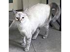 Adopt Athena a Cream or Ivory (Mostly) Siamese / Mixed cat in Garner