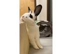 Adopt Ponyo a White English Spot / English Spot / Mixed rabbit in Eugene
