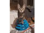 Adopt Penny Racer a Brown Tabby Domestic Mediumhair / Mixed cat in Parker Ford