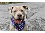 Adopt Ragnar a Mixed Breed (Large) / Mixed dog in Staten Island, NY (39041255)