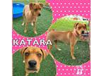 Adopt Katara a Red/Golden/Orange/Chestnut - with White Boxer dog in Papillion