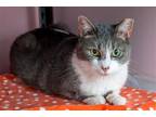 Adopt Olivia a Gray or Blue (Mostly) Domestic Shorthair / Mixed (short coat) cat