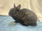 Adopt Garnet a American / Mixed rabbit in New York, NY (38947403)