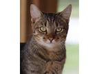 Adopt Cristobal a Domestic Shorthair / Mixed (short coat) cat in North Fort