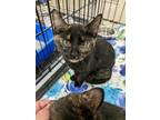 Adopt Nutmeg a Domestic Shorthair / Mixed (short coat) cat in Brainardsville