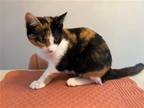 Adopt Blossom and Bear a Calico or Dilute Calico Calico / Mixed (short coat) cat