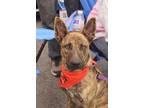 Adopt Tootsie a Brindle Dutch Shepherd dog in Grand Rapids, MI (39067657)