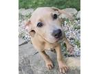 Adopt BARBIE 2023 a Tan/Yellow/Fawn Mixed Breed (Medium) / Mixed dog in