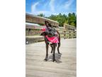 Adopt Tango a Mixed Breed (Small) / Mixed dog in Mcclellanville, SC (39038663)