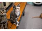 Adopt Princess a Tortoiseshell Domestic Shorthair (short coat) cat in Fresno
