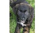 Adopt GusGus a Black - with White Labrador Retriever / Newfoundland / Mixed dog