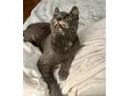 Adopt Talulah rose a Gray or Blue (Mostly) Calico / Mixed (medium coat) cat in