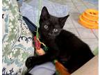 Adopt Hawkeye a Gray or Blue Domestic Shorthair / Mixed (short coat) cat in